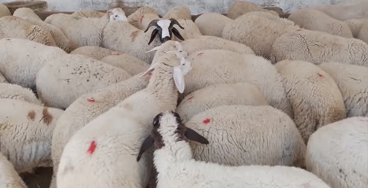 القيروان..الإثنين المقبل افتتاح سوق لبيع الأضاحي من المنتج إلى المستهلك 