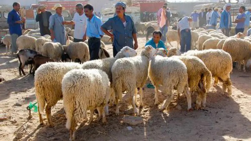 المجمع المهني المشترك للحوم الحمراء والألبان:تحديد السعر المرجعي لأضاحي العيد لهذا العام بـ 21.900 د للكلغ الحي 