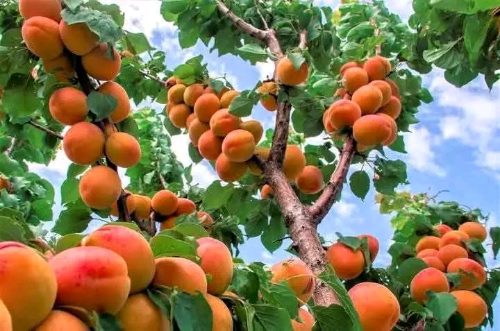 القصرين.. التساقطات تساهم في انتعاشة الموسم الفلاحي  