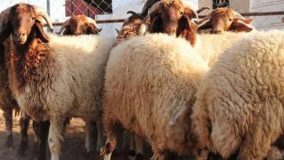 منظمة ارشاد المستهلك تدعو إلى تسقيف بيع لحم الضأن بالتفصيل عند 43 دينارا للكلغ