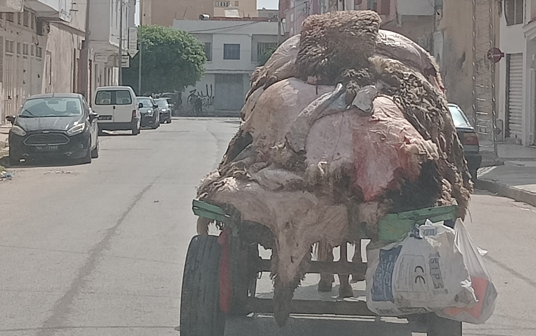  القيروان.. أول أيام العيد عربات الجلود تجوب الأحياء