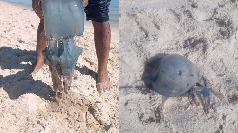 ظهور ملفت لقناديل البحر ببعض الشّواطئ .. خبير في البيئة يوضّح لـ"الصباح نيوز " الأسباب