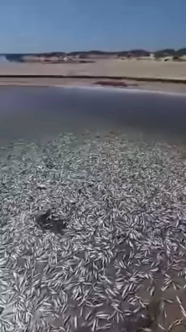 شاطئ سليمان.. نفوق كميات كبيرة  من الأسماك لهذه الأسباب 