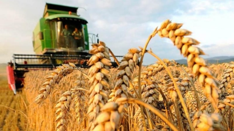  ديوان الحبوب: كميات الحبوب المجمعة تتخطى 6.1 مليون قنطار