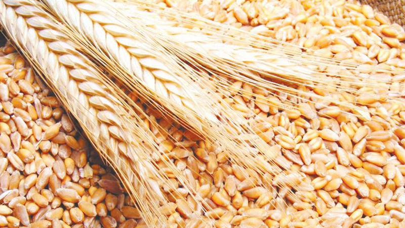  ديوان الحبوب: جمع قرابة 5.7 مليون قنطار من الحبوب إلى غاية 22 جوان 2025 