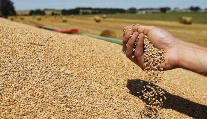 باجة في الصدارة.. كميات الحبوب المجمعة تفوق 11,100 مليون قنطار