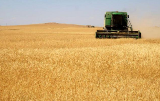 إلى حدود 23 جويلية.. تجميع 11.620 مليون قنطار من الحبوب وتجاوز المعدل المحقق خلال الخمس سنوات الأخيرة 