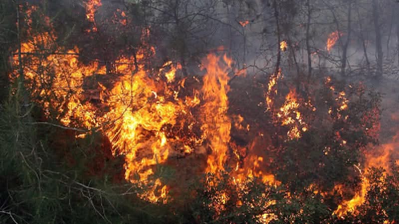 سليانة.. السيطرة على 3 حرائق جبلية