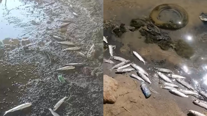  نفوق أسماك بسبخة حلق المنجل بسيدي بوعلي