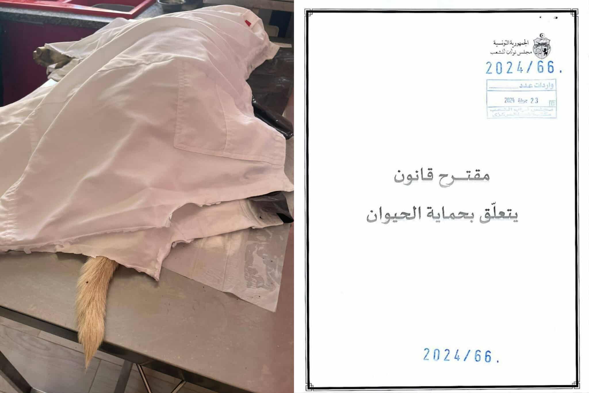  تعرّض إلى إعتداء وحشيّ بآلة صلبة ..الكلب "روكي" يُفارق الحياة