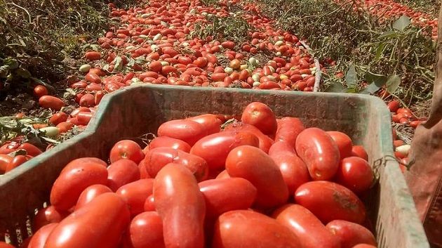 بإنتاج حوالي 260 ألف طن.. انتهاء موسم جني وتحويل الطماطم بنابل
