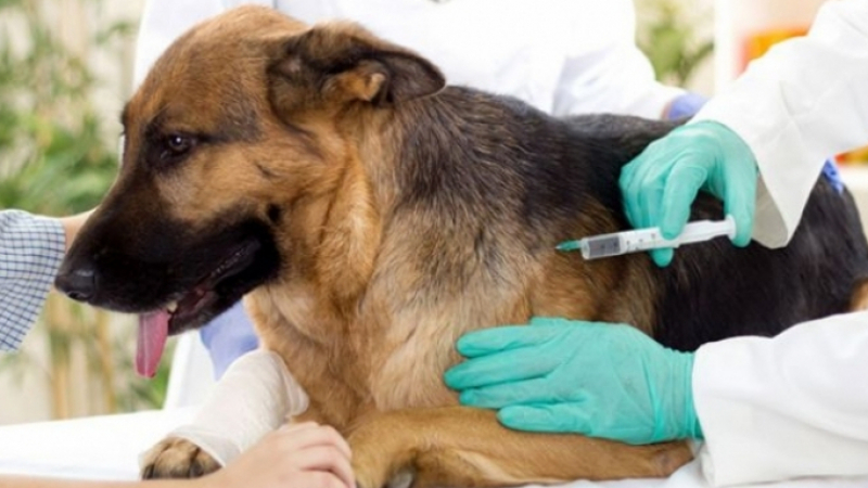 المكلفة بملف داء الكلب بالإدارة العامة للمصالح البيطرية بوزارة الفلاحة لـ«الصباح»:     الحملة الوطنية للتلقيح ضد داء الكلب ستشمل 520 ألف كلب..