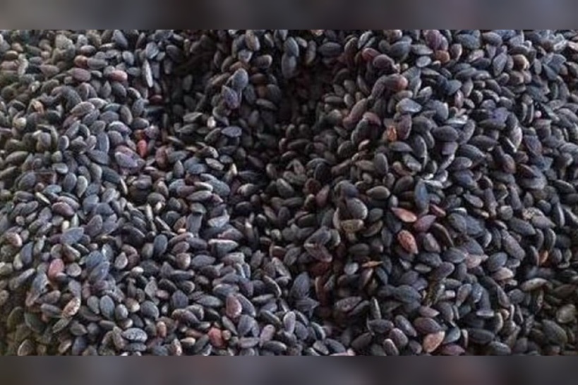  بمناسبة المولد النبوي.. حجز 15 طنا من منتجات "الزقوقو" والفواكه الجافة ومستلزمات تحضير العصيدة