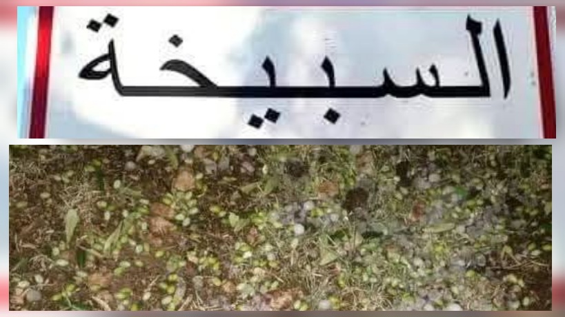 السبيخة.. أضرار في غراسات الزيتون جراء تساقط البرد