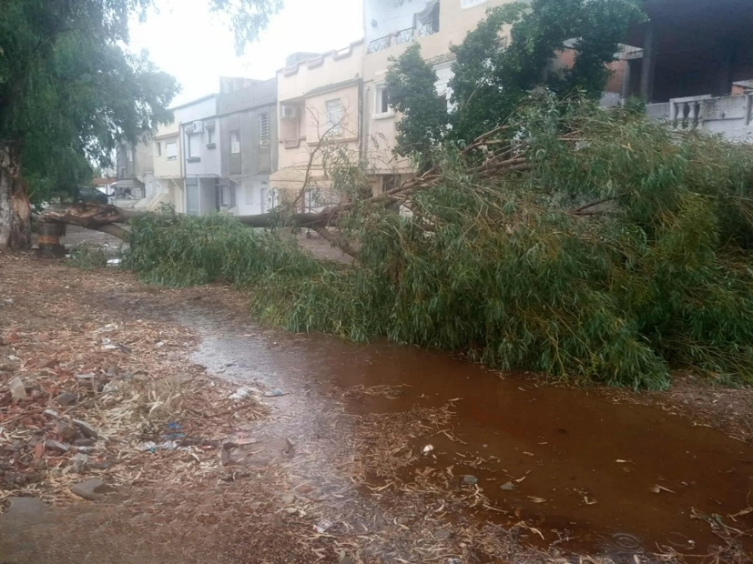 بنزرت..رياح قوية تتسبب في سقوط أشجار وأعمدة كهربائية