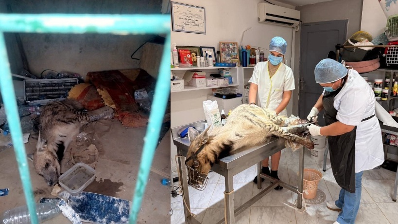 نابل.. ايقاف 9 أشخاص من أجل حيازة ضبع واستعماله بغرض الشعوذة واستخراج الكنوز