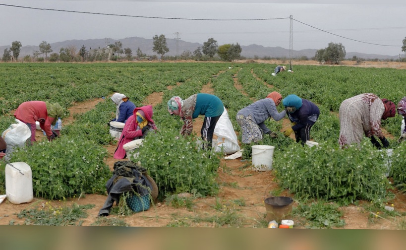 معهد الإحصاء.. نسبة التغطية الاجتماعية للنساء العاملات في الفلاحة لا تتجاوز 13,2 %