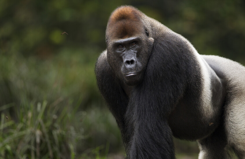 غوريلا غاضبة تحطم زجاج قفصها وتثير الذعر في كاليفورنيا