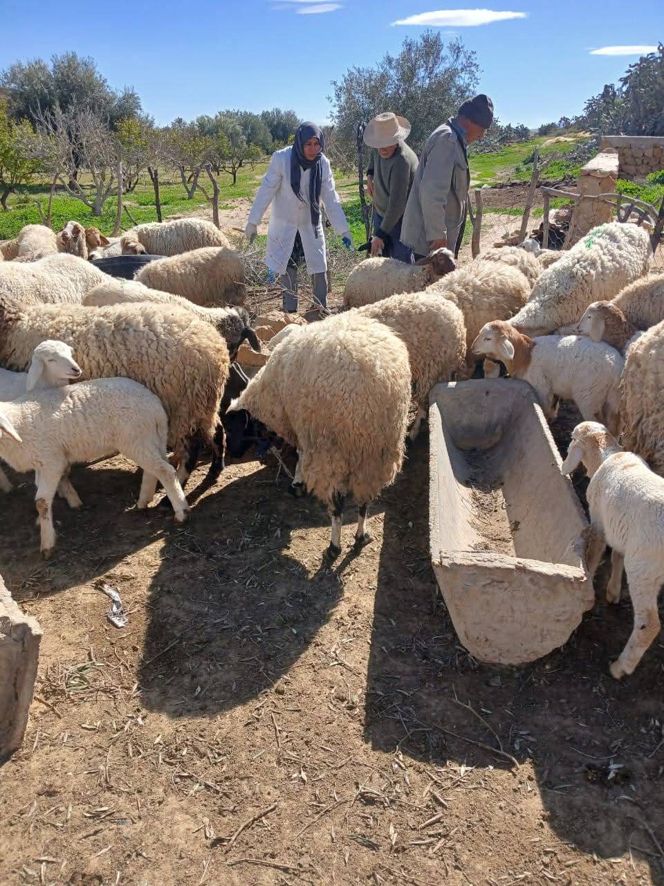 القيروان.. دعوة إلى تعزيز الوقاية الصحية لقطيع الماشية