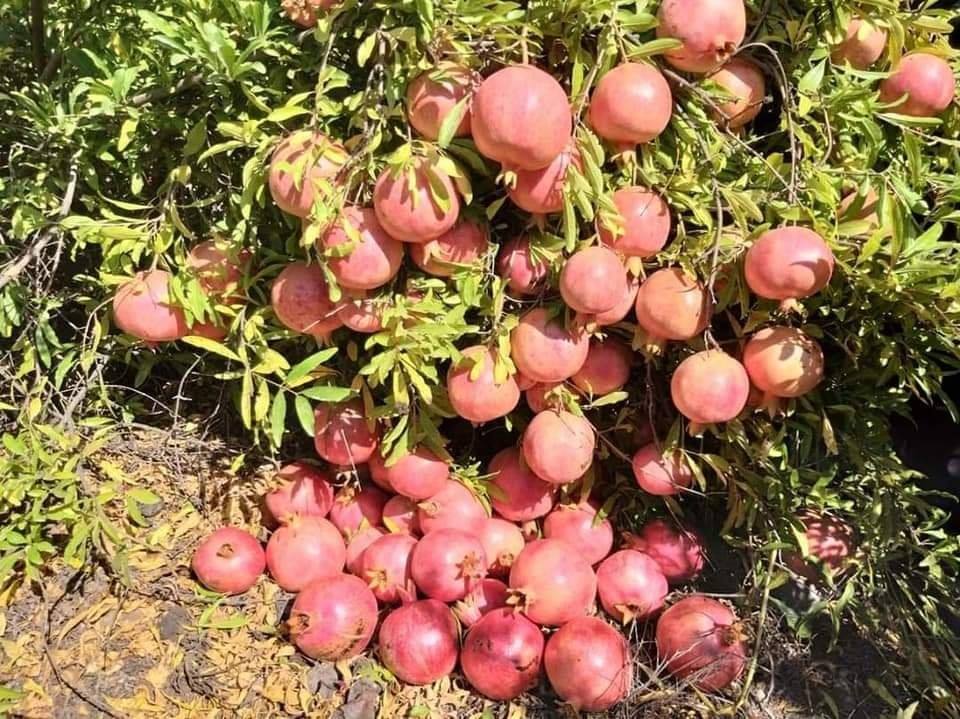 قابس في الصدارة بربع الإنتاج ..     صابة الرمان تقدّر بحوالي 91 ألف طن وتحسّن في الجودة