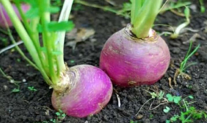 قادر على التقليص في كلفة التوريد بـ5 %..         عودة إنتاج اللفت السكري تعيد الروح إلى معمل السكر بباجة