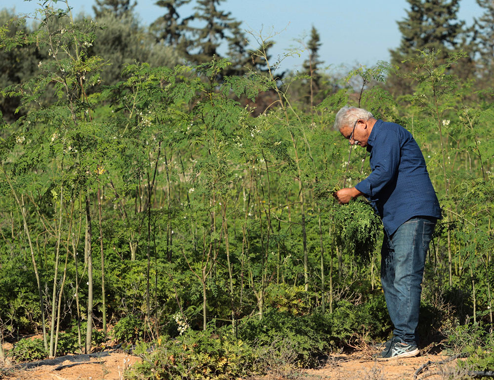 🔴فوائد النباتات ذات الاستعمالات الطبية