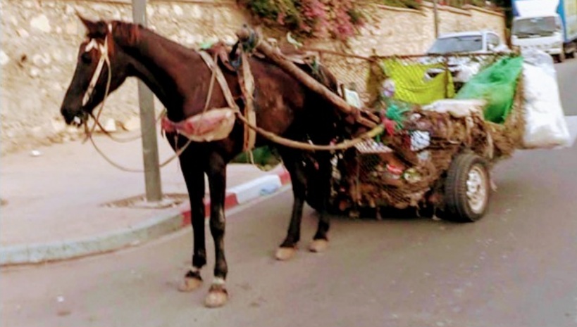 القيروان.. عربات الدواب تغزو الشوارع وتعطّل السير وسط المدينة