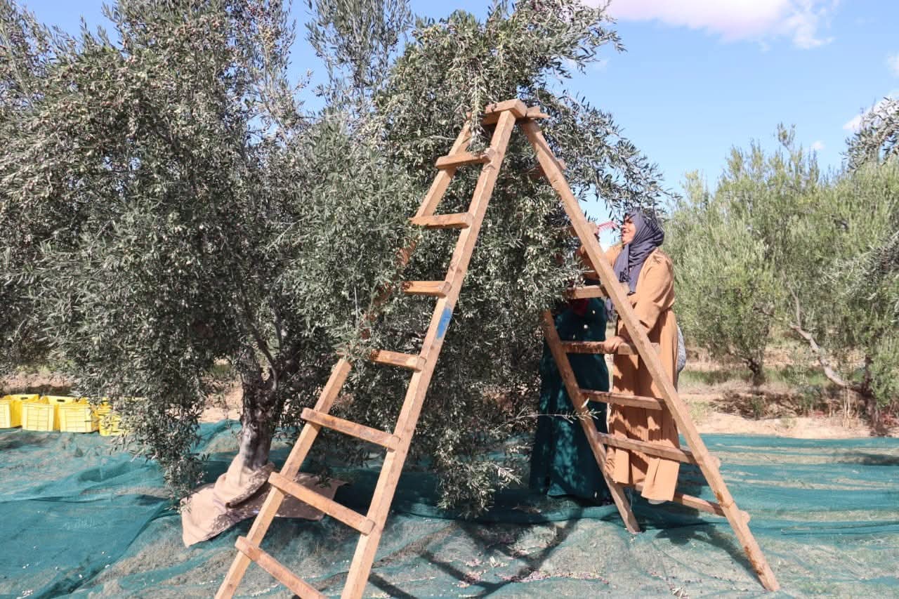 القيروان.. انطلاق موسم جني الزيتون وصابة واعدة بـ248 ألف طن