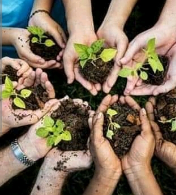 القيروان ..غدا حملة تشجير كبرى في احتفالا بعيد الشجرة 