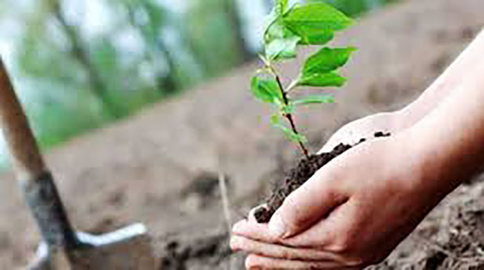 غدا الأحد.. انطلاق الحملة ااوطنية للتشجير