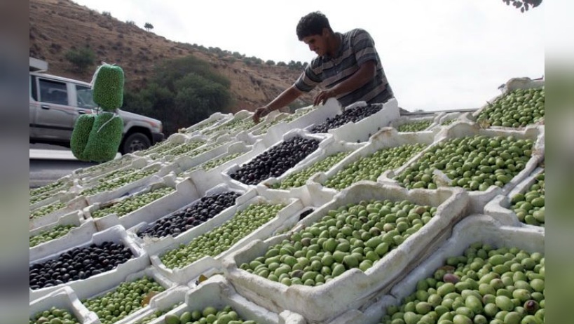 الزيتون الأردني في أزمة.. إنتاج محدود وأسعار قياسية