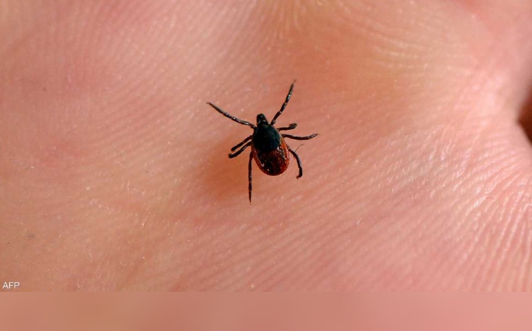 من لدغة إلى موت.. توثيق أول وفاة بسبب متلازمة "ألفا غال" (حساسية اللحوم )