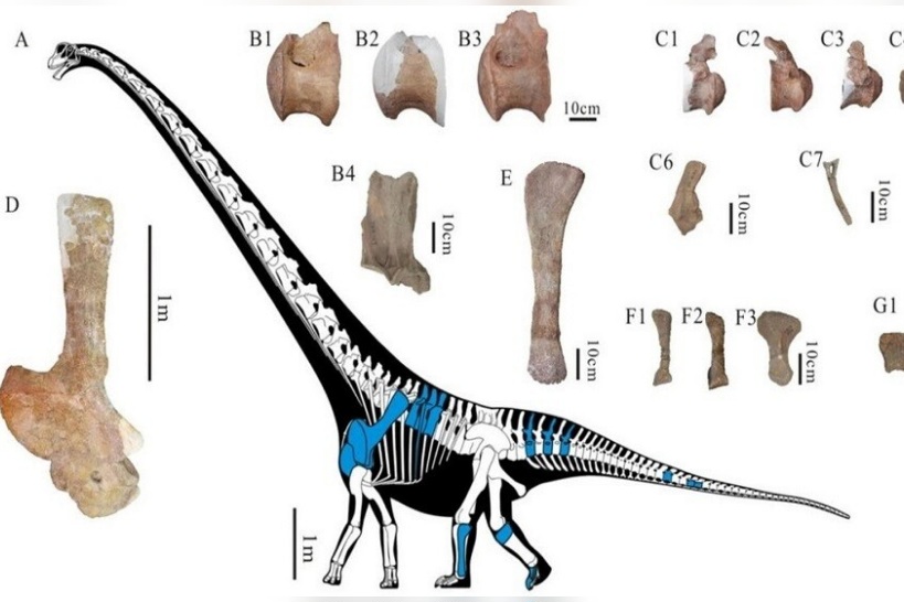 بطول يصل إلى 28 مترا.. اكتشاف نوع جديد من الديناصورات في الصين 
