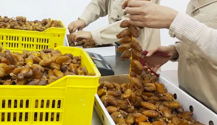 تونس تنجح في تسجيل خصائص تمورها في المواصفة الدولية للدستور الغذائي الجديدة المتعلقة بالتمور الطازجة