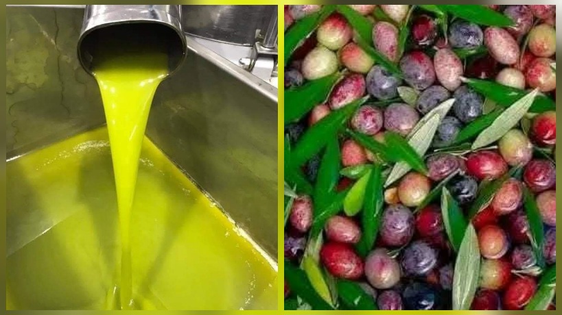 القيروان.. تقدم جني الزيتون يبلغ 10٪ وصابة تنذر بموسم قياسي