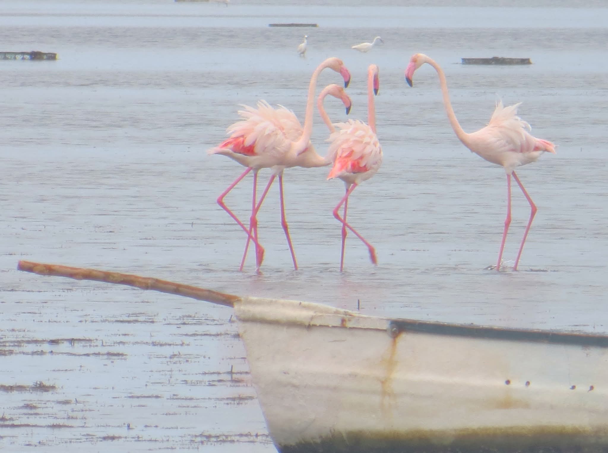 بعد نزول الغيث النافع.. كورنيش جربة حومة السوق يتجمل بالنحام الوردي 