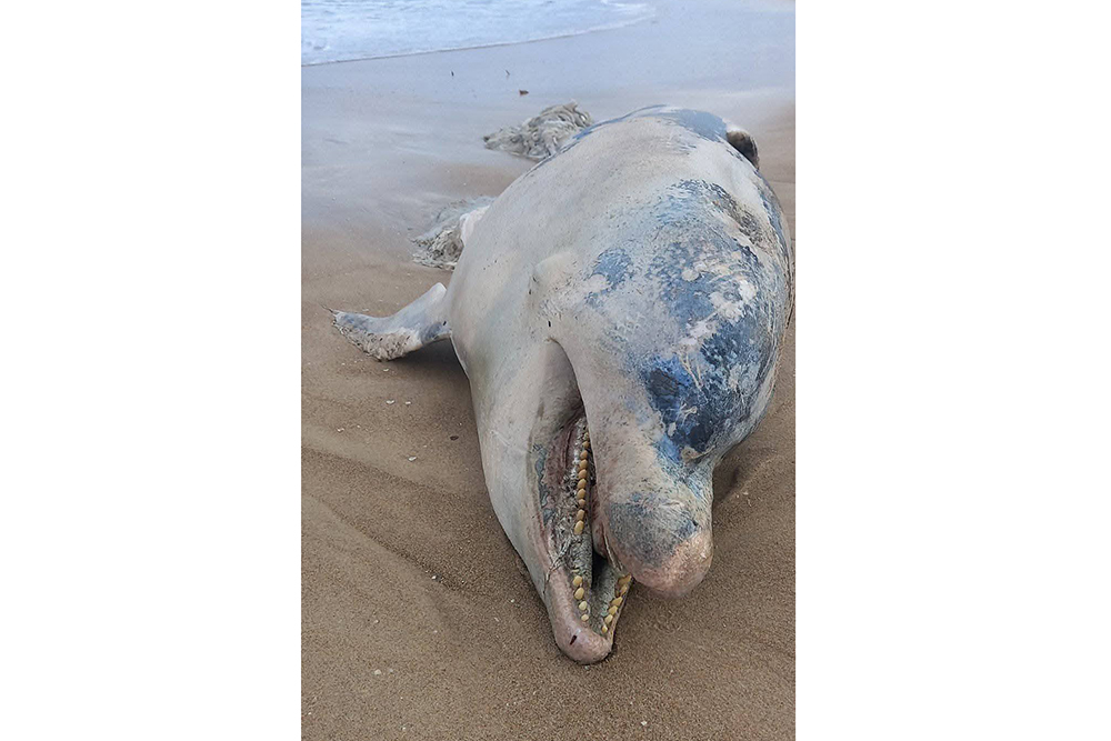 منزل جميل.. العثور على دلفين نافق في  شاطئ الرمال
