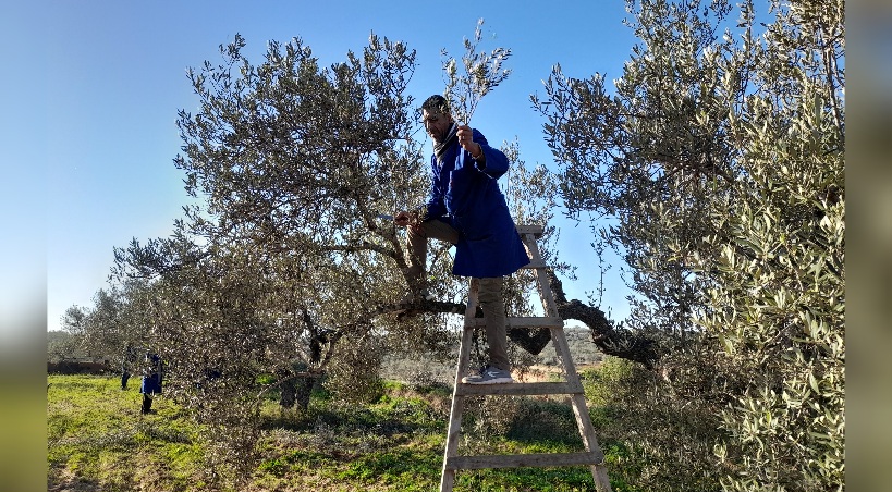 القلعة الكبرى.. انطلاقة بطيئة لموسم جني الزيتون بسبب تدنّي الأسعار وارتفاع كلفة اليد العاملة 