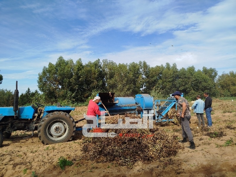 🔴نابل.. موسم جني الكاكاوية بإحدى الضيعات الفلاحية ببوكريم من معتمدية الهوارية