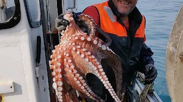 نائب رئيس اتحاد الفلاحة والصيد البحري المكلف بالصيد البحري لـ«الصباح»:     انطلاقة دون المأمول لموسم صيد الأخطبوط بسبب الممارسات غير القانونية لبعض مراكب الصيد