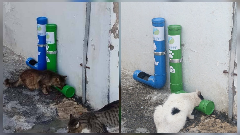   بنزرت.. مبادرة لإطعام الحيوانات المتشردة