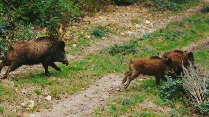 الشبيكة.. القضاء على عدد كبير من الخنازير بعمادتي عبيدة ومرق الليل