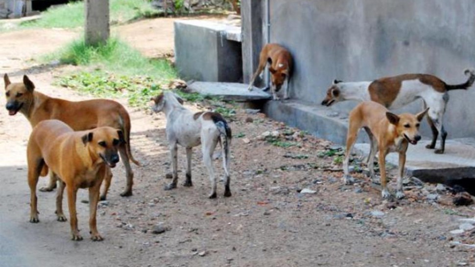 ولاية تونس: نحو تطوير آليات مقاومة الكلاب السائبة وإعداد برنامج خاص بالقنص