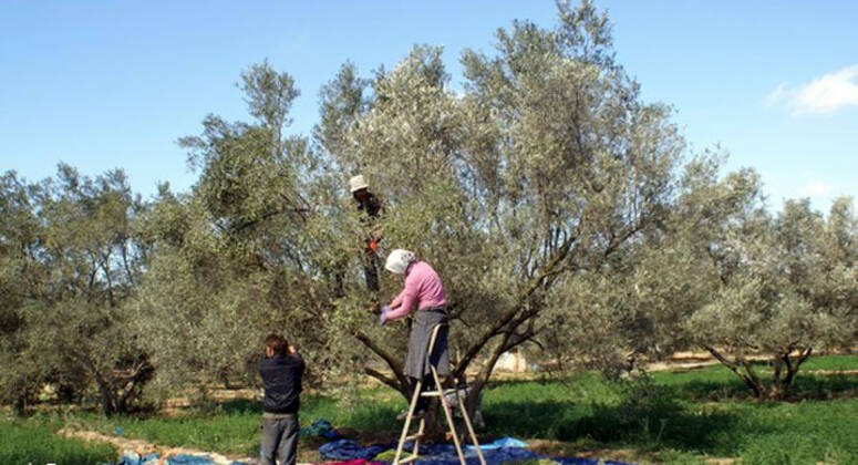 قفصة.. نسبة تقدم جني الزيتون لم تتجاوز 30 بالمائة 