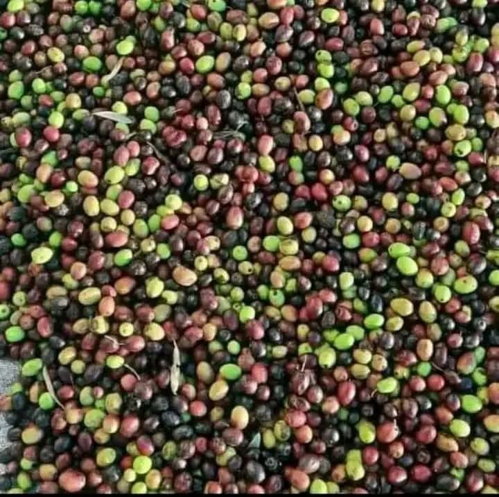 القيروان.. رئيس الاتحاد الجهوي للفلاحة لـ"الصباح نيوز": نسبة تقدّم موسم جني الزيتون بلغت حوالي 25%