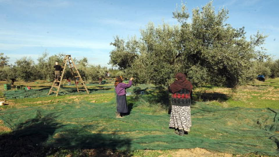 مدنين.. تقدم موسم جني الزيتون بـ 23 بالمائة 
