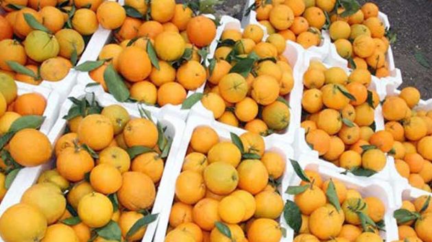    31 ديسمبر.. انطلاق موسم تصدير البرتقال المالطي إلى فرنسا