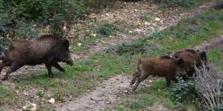 بنزرت.. معضلة الخنازير البرية تنتقل  من الصمادية إلى المصيدة