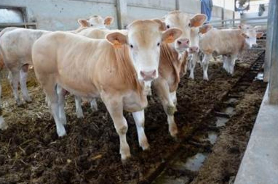 بنزرت.. النقابة الجهوية للفلاحين تدعو لإيقاف توريد اللحوم المبردة