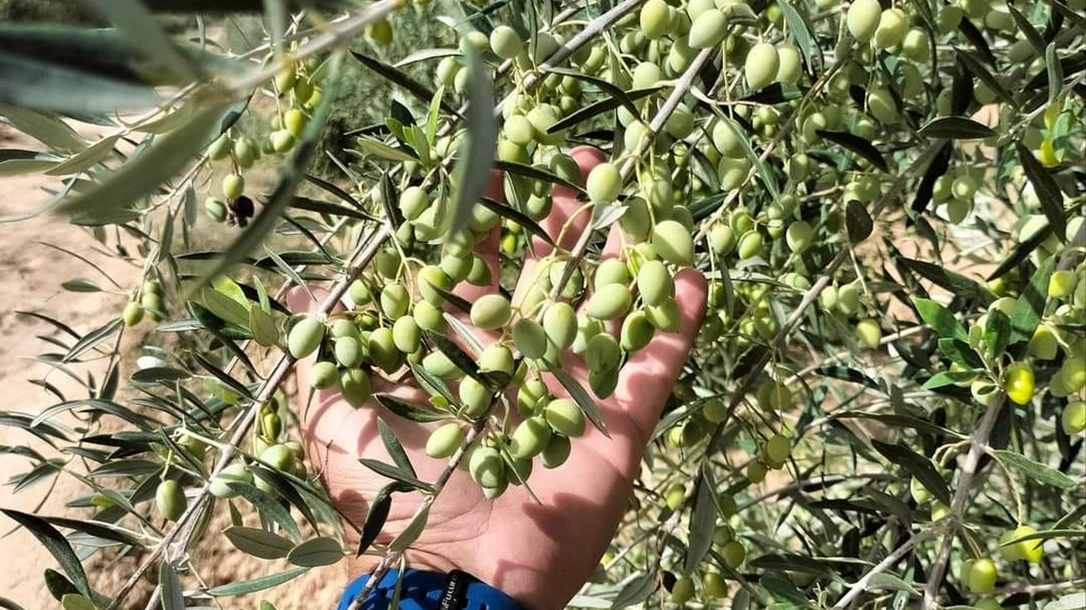 وزير التجارة: نسبة جني صابة الزيتون لم تبلغ سوى الربع من مجموع الصابة 